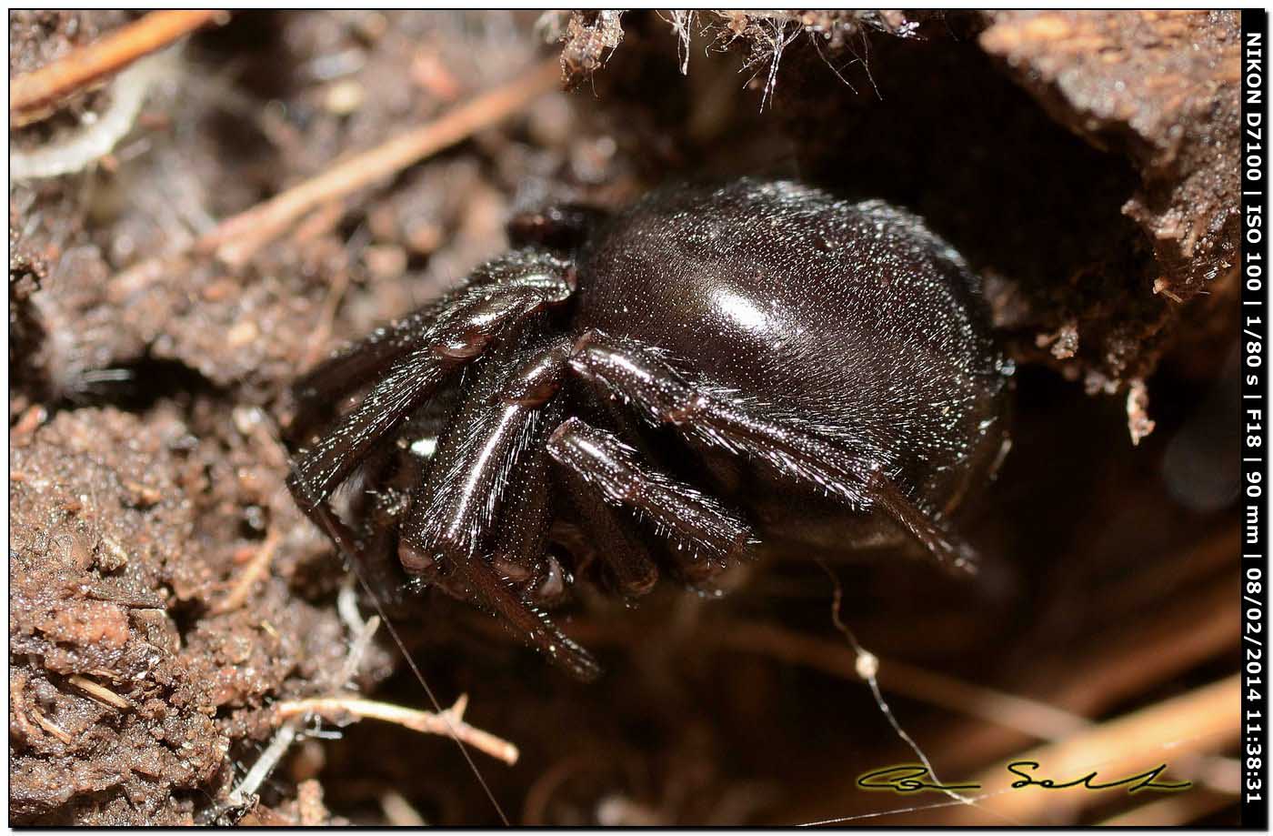Steatoda paykulliana - Alghero (SS)